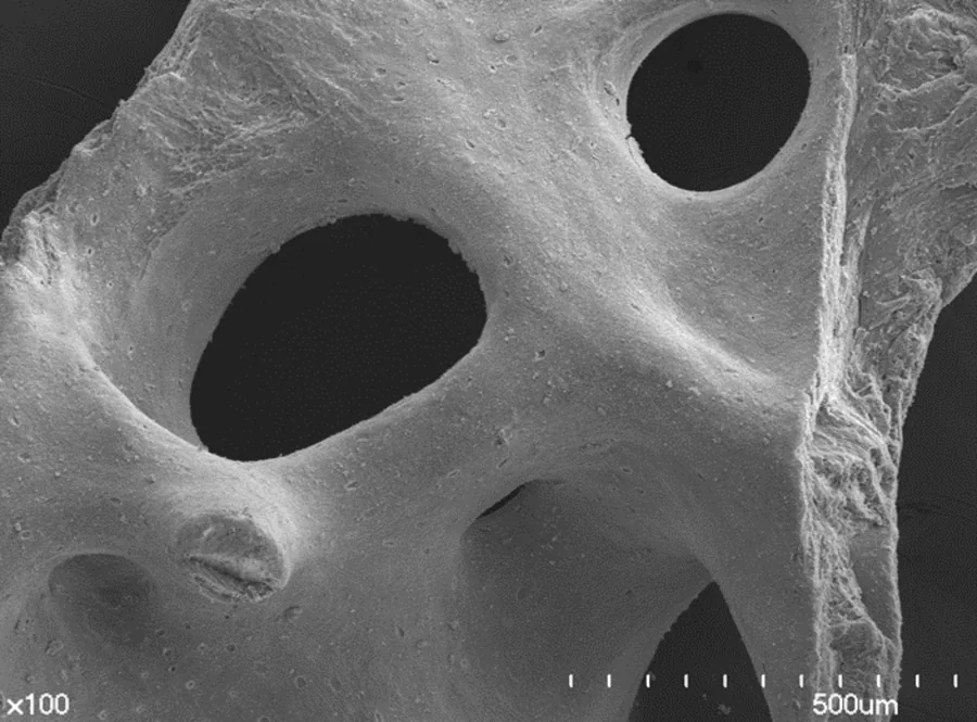 Octabone® partikülünün 100 kat büyütmeli SEM görüntüsü; büyük gözenekler ve 500 µm ölçek çubuğu